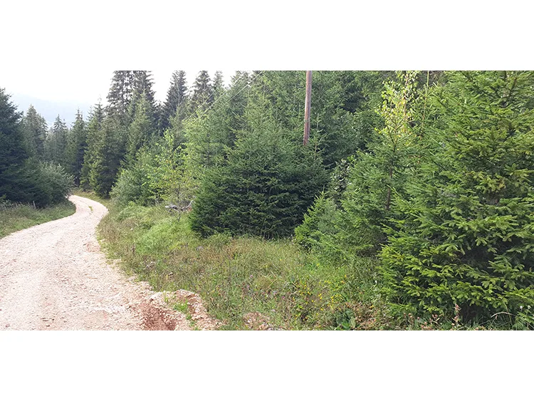 Vučija Luka, 3.500m2, borova šuma.